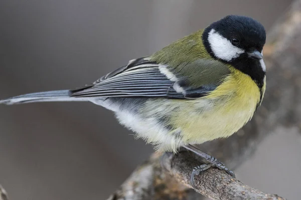 Great Tit, Parus major en el entorno natural en el invierno . —  Fotos de Stock