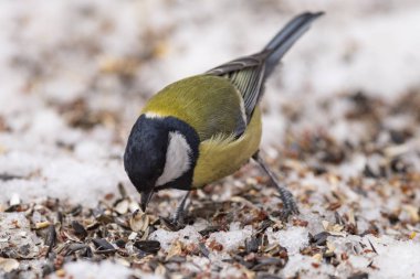 Büyük Tit, Parus kışın doğal ortamda büyük.