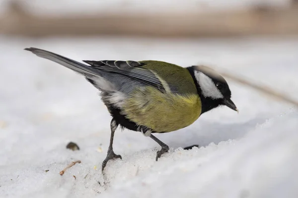 Great Tit, Parus major en el entorno natural en el invierno . —  Fotos de Stock