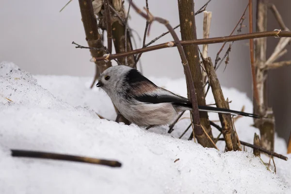 Длиннохвостая синица (Aegithalos caudatus) зимой. Новосибирская область — стоковое фото