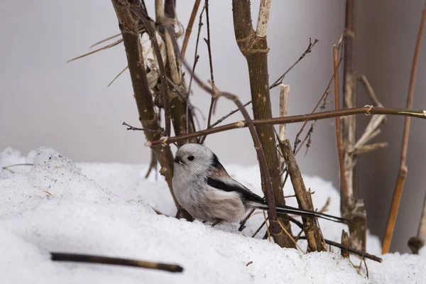 Zimowa Sikora (Aegithalos caudatus) w zimie. Reg Nowosybirsk — Zdjęcie stockowe