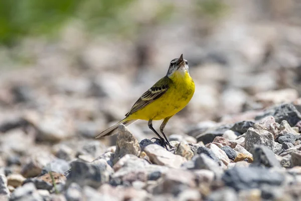 Queue d'aigle jaune (Motacilla flava) dans la nature close-up . — Photo