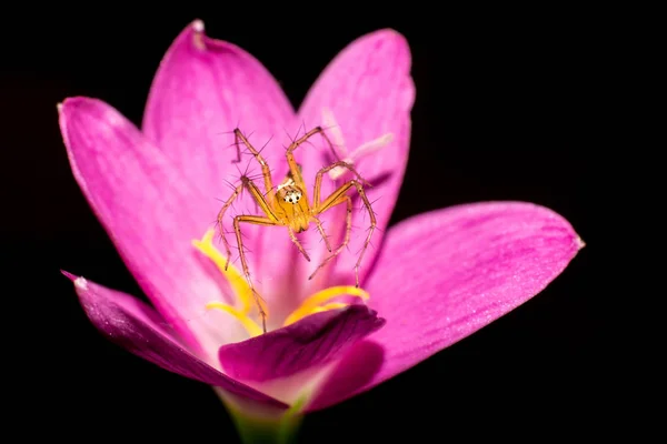 Танцующий паук на цветке — стоковое фото