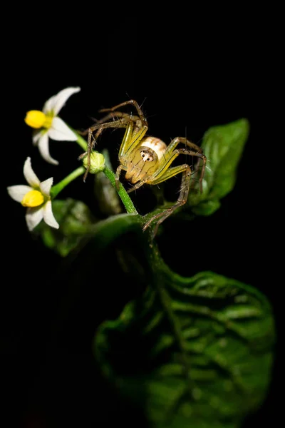 Spider is roaming besides flower — стоковое фото