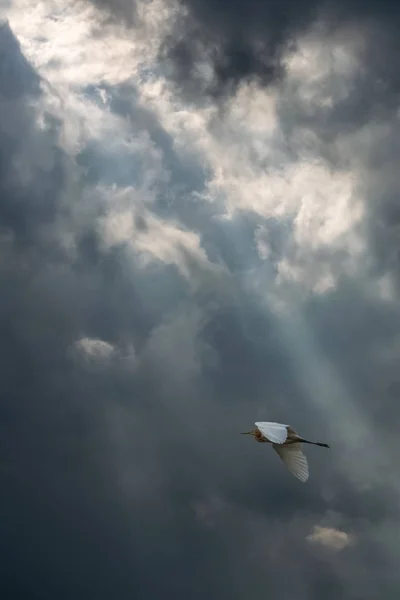 Kuş ve güneş ışınları — Stok fotoğraf