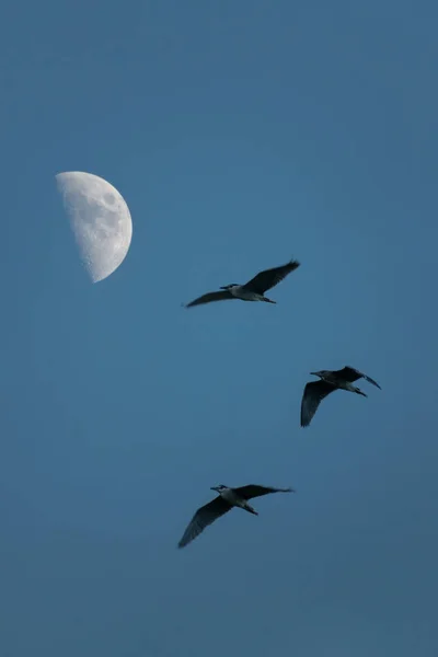 月と鳥 ストック画像