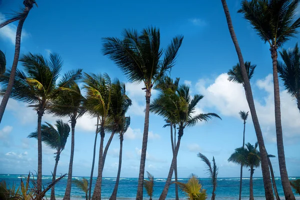 Dominicaanse Republiek Punta Cana Saona Island Mano Juan Beach Het — Stockfoto