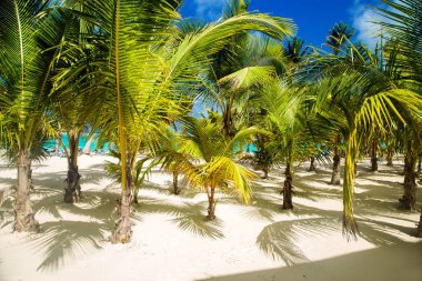 Dominik Cumhuriyeti, Punta cana, Saona Adası - Mano Juan Beach. Balıkçı köyü