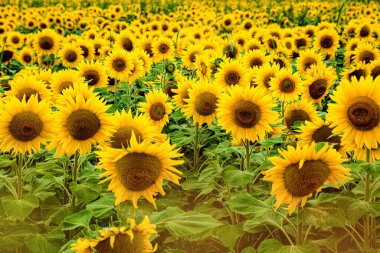 Ayçiçeği tarlası. Gün batımında çiçek açan ayçiçeği tarlası.