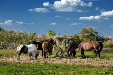 Çiftlik atları. Gün batımında tarlada otlayan safkan atlar..
