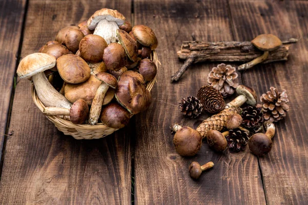 Fungo Boletus Sfondo Legno Funghi Autunno Boletus Sfondo Legno Vicino — Foto Stock