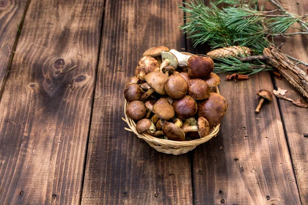 Foresta Raccolta Funghi Cesto Vimini Vista Dall Alto Copiare Spazio — Foto Stock