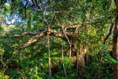 Goa, Hindistan 'daki tropikal orman manzarası 