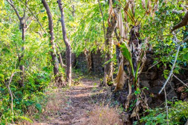 Goa, Hindistan 'daki tropikal orman manzarası 