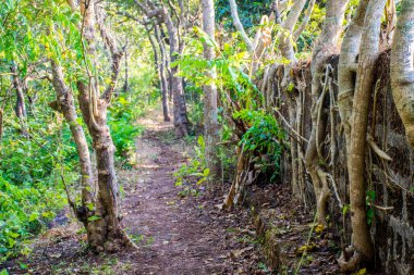 Goa, Hindistan 'daki tropikal orman manzarası 