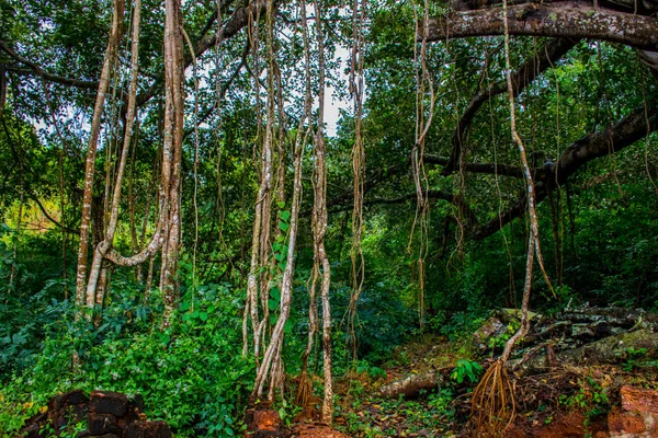 View Tropical Forest Goa India — ストック写真