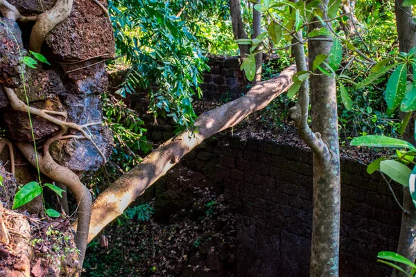 Goa bölgesini gezmek, Hindistan 'ı gezmek, antik sarayın kalıntıları.