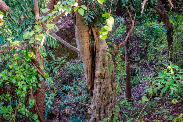 Goa, Hindistan 'daki tropikal orman manzarası 