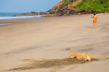 Kumlu Arambol plajında yengeç avlayan kahverengi köpek, Kuzey Goa, Hindistan.