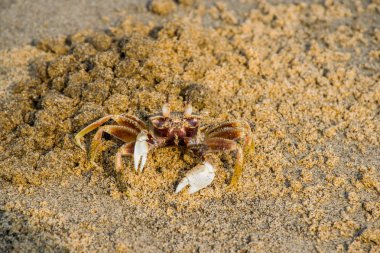 Kumlu Arambol sahilinde yengeç, Kuzey Goa, Hindistan.