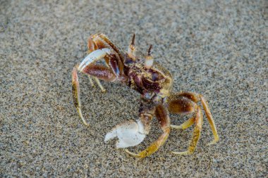 Kumlu Arambol sahilinde yengeç, Kuzey Goa, Hindistan.