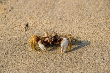 Kumlu Arambol sahilinde yengeç, Kuzey Goa, Hindistan.