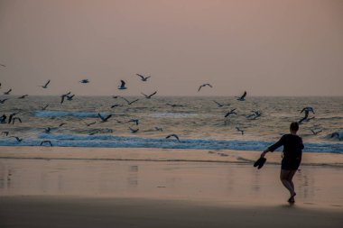  Goa, Hindistan 'ın doğal deniz manzarası ve kıyı şeridi