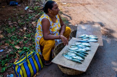 Goa bölgesini gezmek, Hindistan 'ı gezmek.   