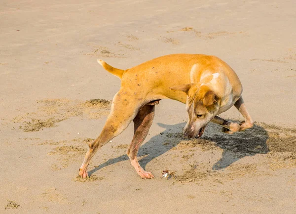 Καφέ Σκυλί Κυνηγούν Καβούρι Στην Αμμώδη Παραλία Arambol Βόρεια Γκόα — Φωτογραφία Αρχείου