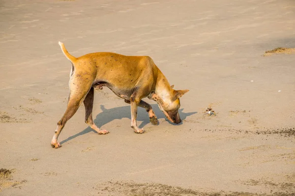 Brown Dog Hunting Crab Sandy Arambol Beach North Goa India — Stock Photo, Image