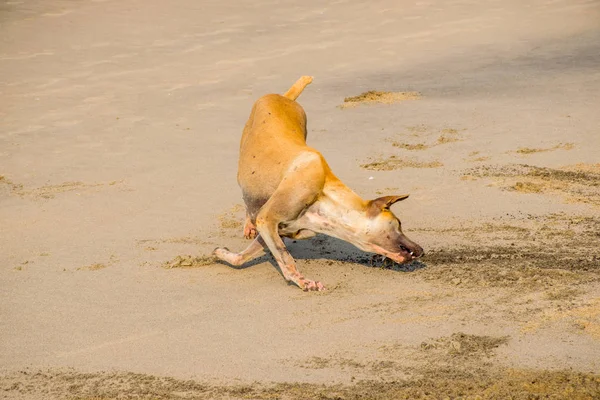 Brown Dog Hunting Crab Sandy Arambol Beach North Goa India — Stock Photo, Image