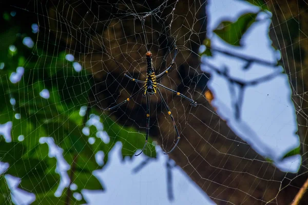インドのマハラシュトラのジャングルの中の大きな熱帯クモと彼の網 — ストック写真