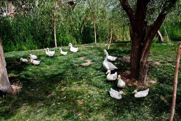Beyaz ördekler çayır, Kaşgar, Xinjiang, Batı Çin 'de