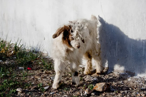 Resor Med Muztag Ata Kina Pamir Centralasien — Stockfoto