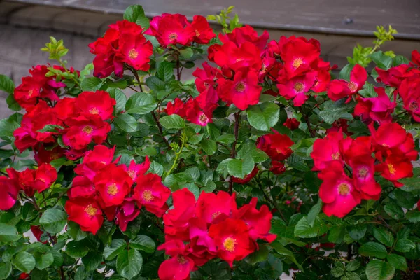 Nahaufnahme Von Roten Blumen — Stockfoto