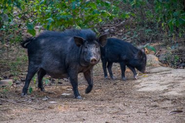 Asya 'dan, Yeni Delhi' den, Hindistan 'dan.