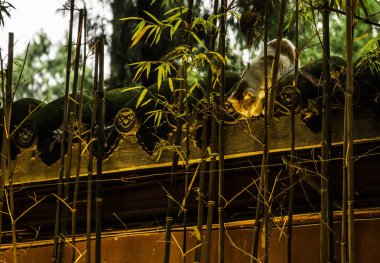 Çin, eski kasaba, Budizm, kutsal topraklar, doğulu, Çinli, Sichuan, Chengdu