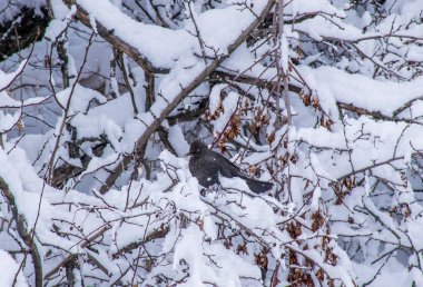 Askat köyü yakınlarındaki Altay Dağları'ndaki Suganda Kutsal Dağı. Sibirya'da Rus kışı