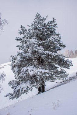 Askat köyü yakınlarındaki Altay Dağları'ndaki Suganda Kutsal Dağı. Sibirya'da Rus kışı