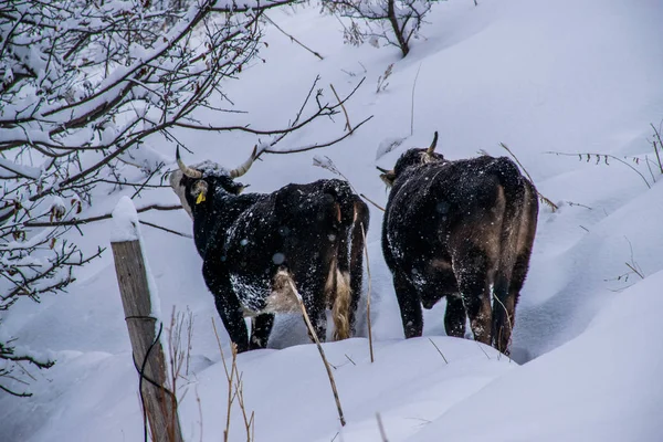 Vache Sur Chemin Montagne Tian Shan Alatau Kazakhstan — Photo