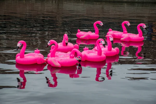 Felfújható Színes Körjátékok Úszás Egy Rózsaszín Flamingó Neva Folyó Közepén — Stock Fotó