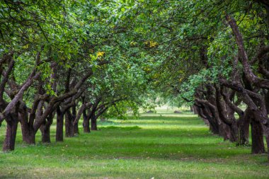 Minsk 'e seyahat, şehir turu, Belarus  