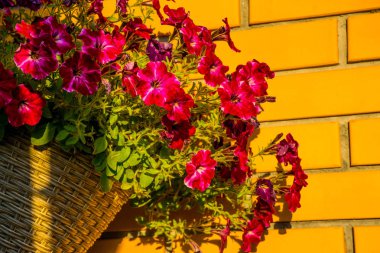 Ukrayna, Kiev 'de taze çiçeklerin kapatılması