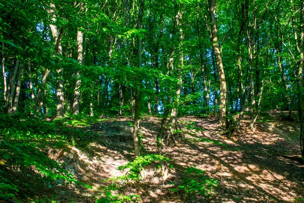 乌克兰基辅 白天的绿色公园景观 — 图库照片