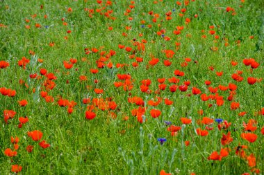 Almaty, Kazakistan 'daki gelincik çiçekleri manzarası 