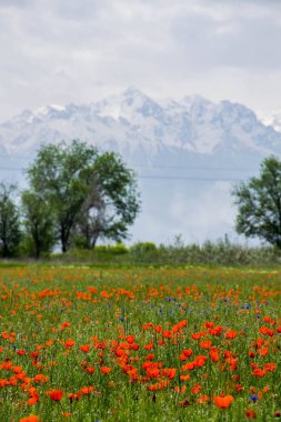Almaty, Kazakistan 'daki gelincik çiçekleri manzarası 