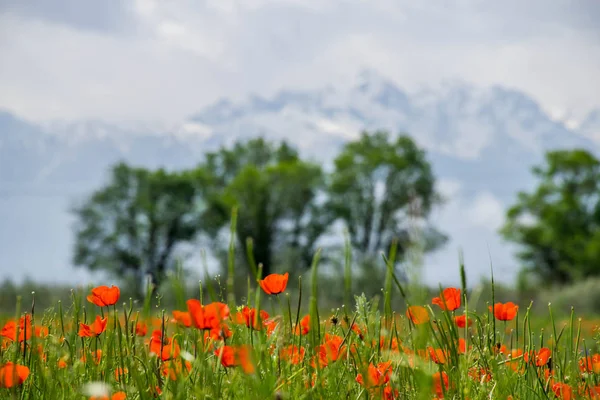 Almaty, Kazakistan 'daki gelincik çiçekleri manzarası 