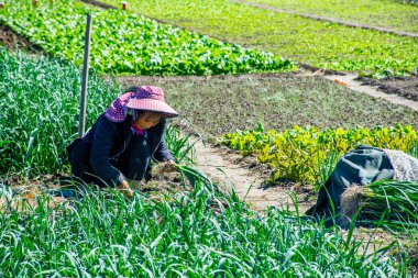 Dali, Çin - Ekim 2018: Yunnan 'ın Dali ilindeki Erhai Gölü yakınlarında hasat zamanı çayırdaki Çinli köylüler