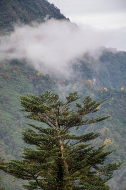 beautiful nature of Emei shan mountains, Sichuan, China