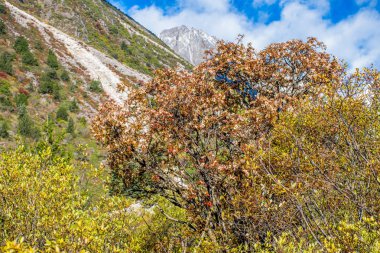 Doğu Tibet, Sichuan, Çin 'deki Kampo Nenang dağına gidiyor.